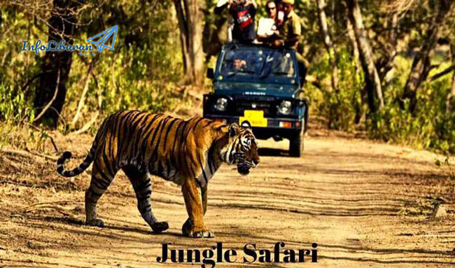 HUTAN SAFARI TERBAIK UNTUK DIKUNJUNGI PADA AGUSTUS 2020